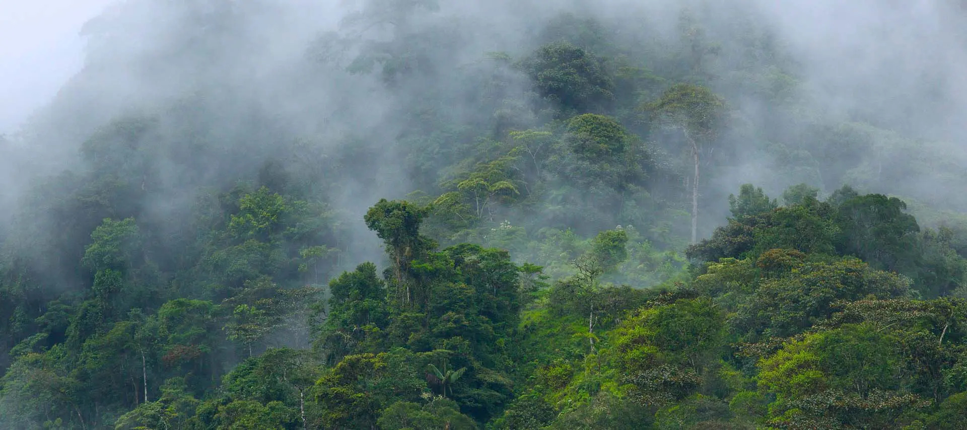 back img